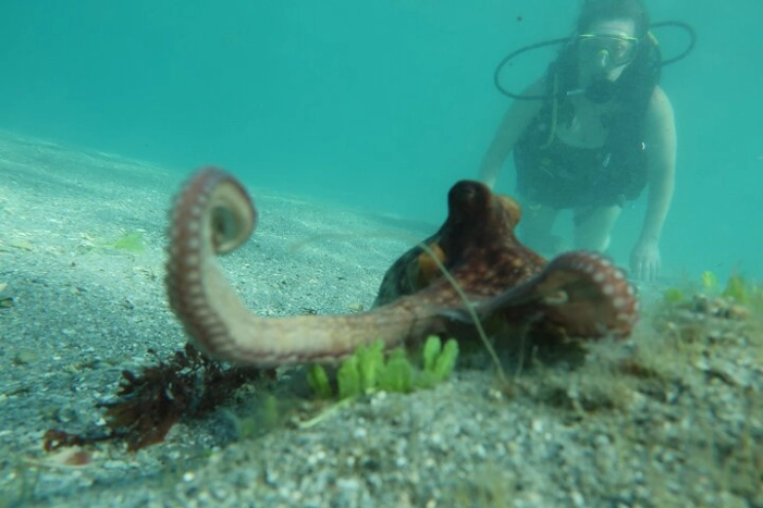 Private Scuba Diving Expert-Led Excursion Training with Tour