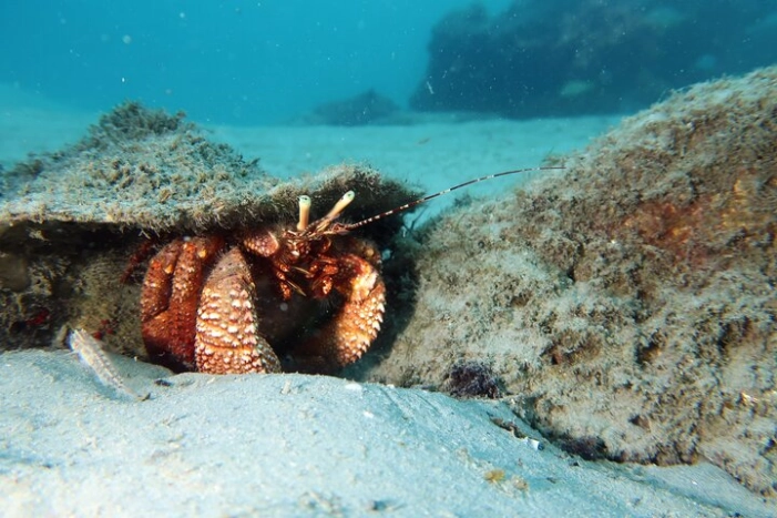 Luxury Snorkeling on Your Vacation Exclusively Private Guaranteed