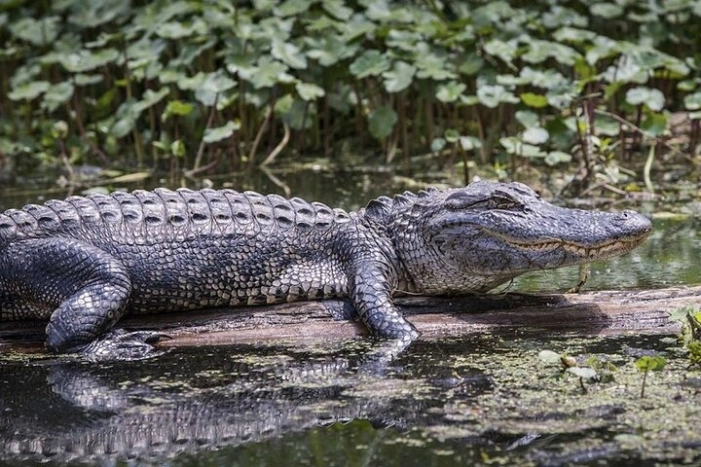 Everglades Alligator Airboat Adventure from Miami 
