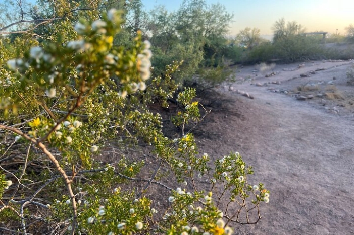 Image 37