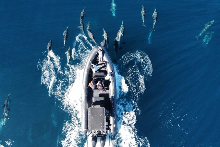 Dolphin & Whale Watching