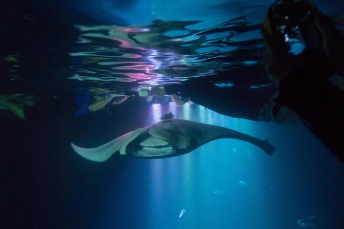 Manta Ray Night Snorkel Tour from Kona