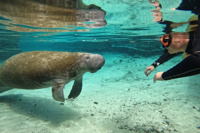 Guided Crystal River Manatee Snorkeling Tour