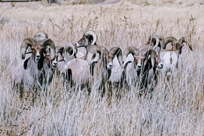 Image 8