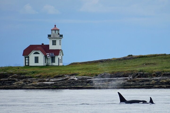 Orca whale tour near Seattle