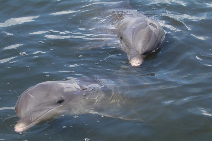 Dolphin Tour in St. Pete Beach