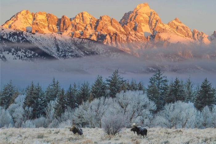 Private Grand Teton Winter Wildlife Safari with Picnic Lunch