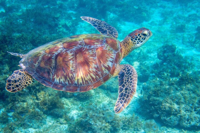 Waikiki Turtle Snorkeling Tour