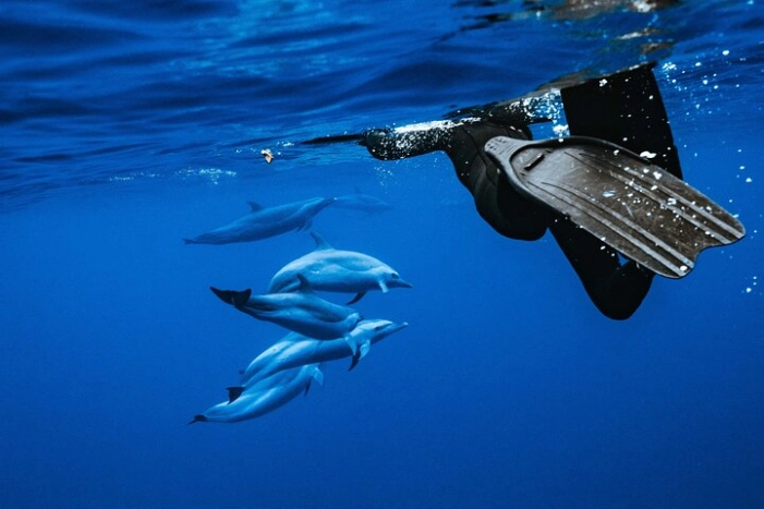 Oahu Swimming with Dolphins Speedboat Adventure