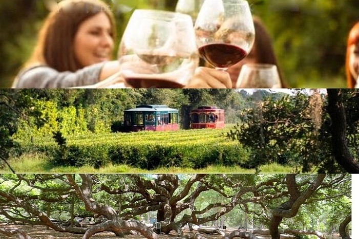 Wine Sippin'-Tea Drinkin'-Tree Huggin' Lowcountry Sightseeing