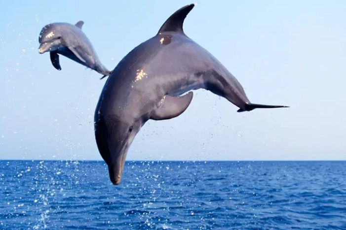 Private Dolphin Watch and Sunset Boat Tour Port Aransas Texas