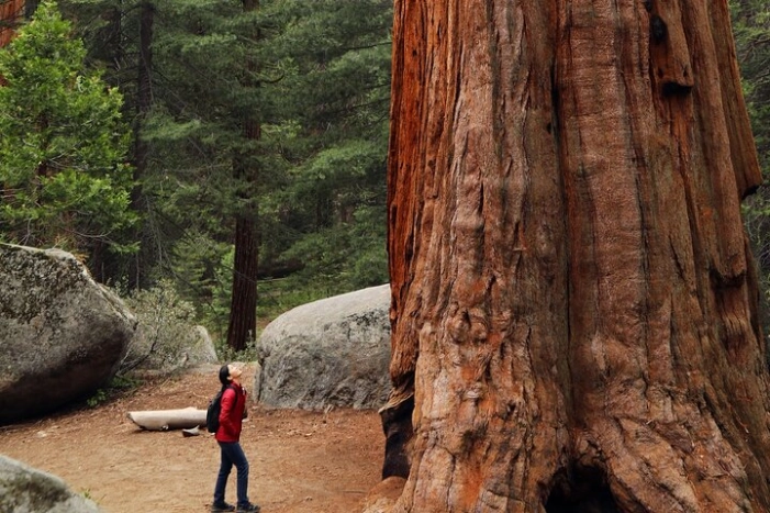 Small Group Redwoods, California Coast & Sausalito Day Trip from San Francisco