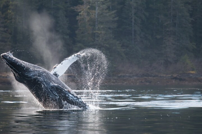 2 Hour Private Marine Wildlife Tour