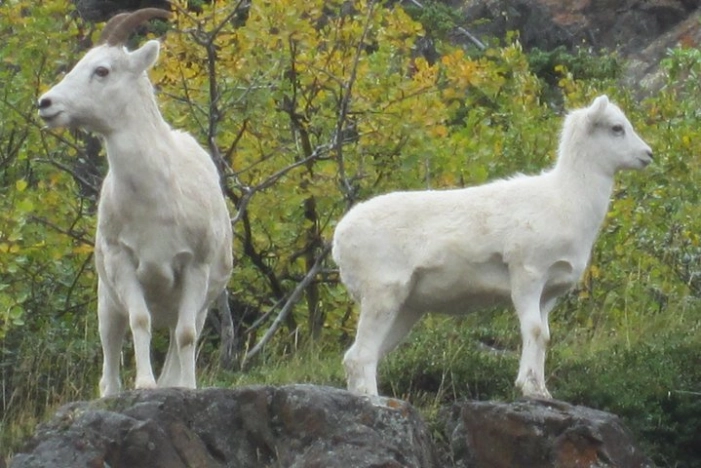 Image 9