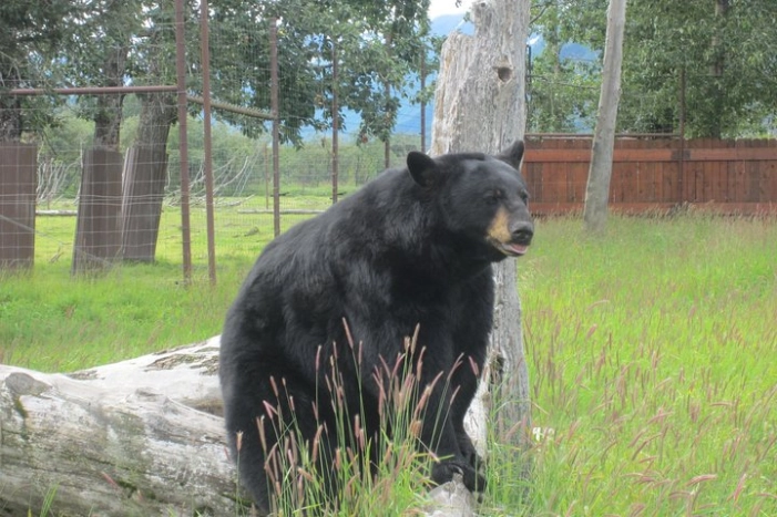 Alaska Wildlife Center and Turnagain Arm Tour w/Alyeska Tram