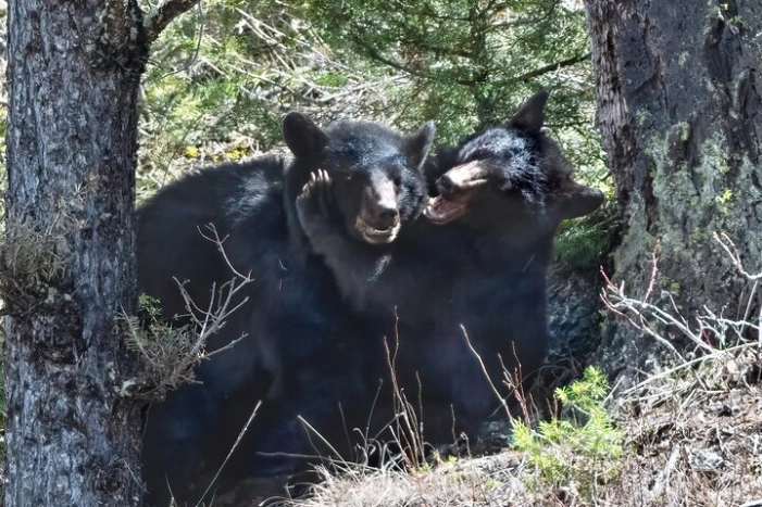 Upper Loop Private Lamar Wildlife Safari from Bozeman