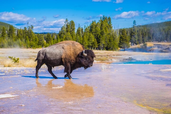 Lower Loop: Hot Springs & Geysers | West Yellowstone | PRIVATE