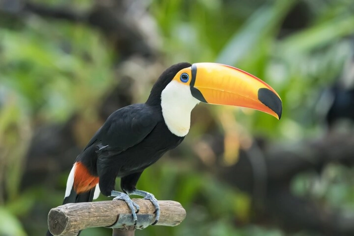 Central Park Zoo Skip-the-line Tickets & Private Transfers