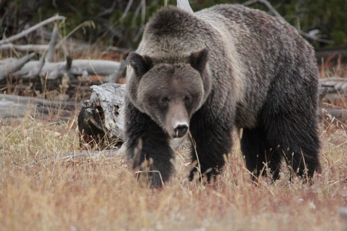 Half-Day Private Breathtaking Tour in Grand Teton National Park 