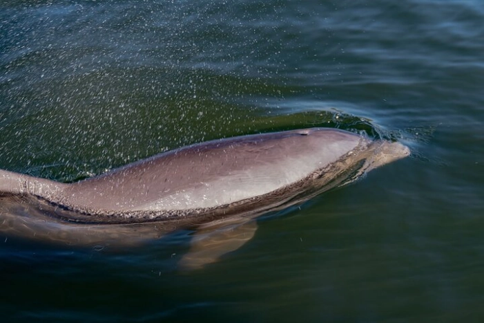 National Park Pedal Kayak Tours in New Smyrna Beach