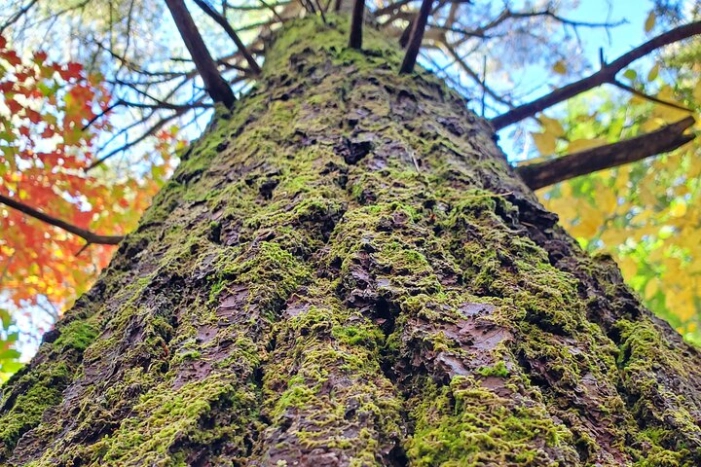 Transformative Forest Escape: A Mindful Journey for Inner Calm
