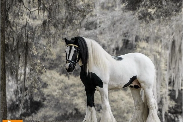 Gypsy Gold Horse Farm Tour 