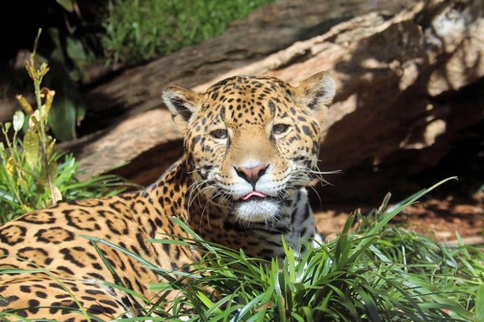 San Antonio Zoo General Admission Ticket