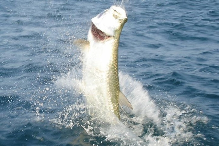 Image 11