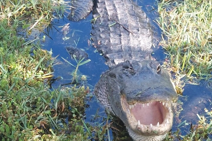 Visit to the Everglades in French
