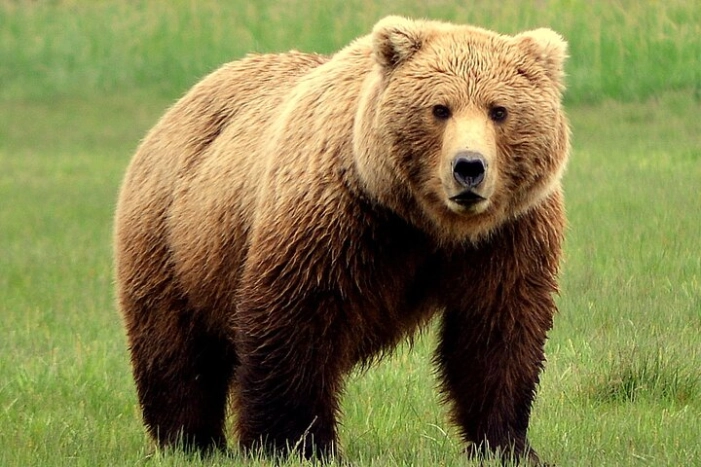 2 Park Bear Viewing Adventure to Katmai and Lake Clark NP