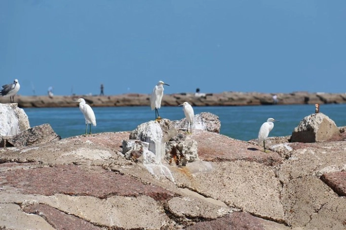 Image 7
