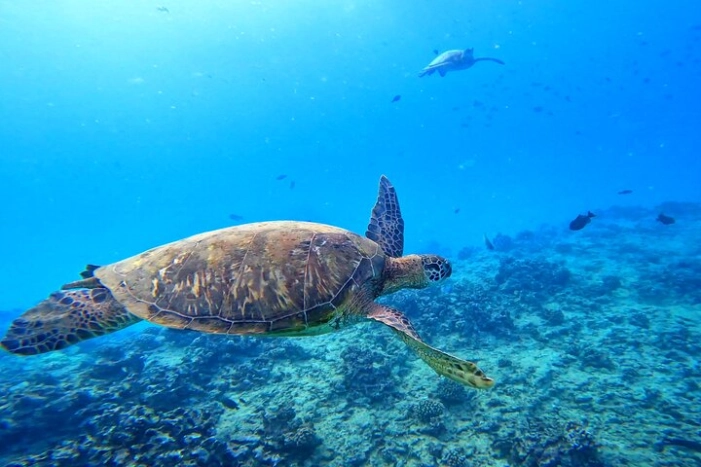 Deluxe Turtle Snorkeling Escapade at Waikiki