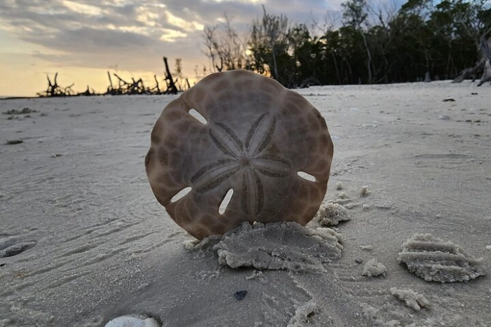 Image 4