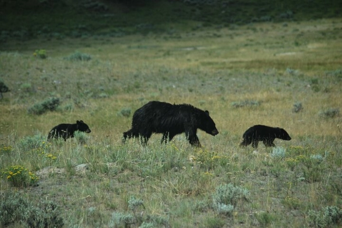 Image 12