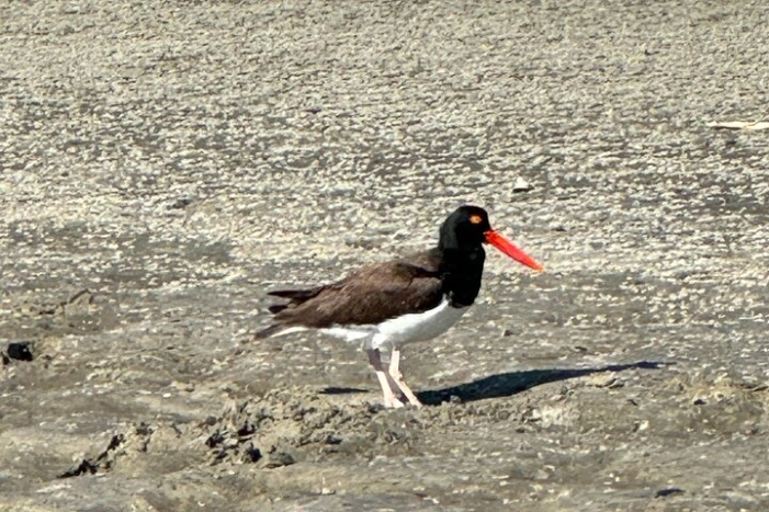 Image 18
