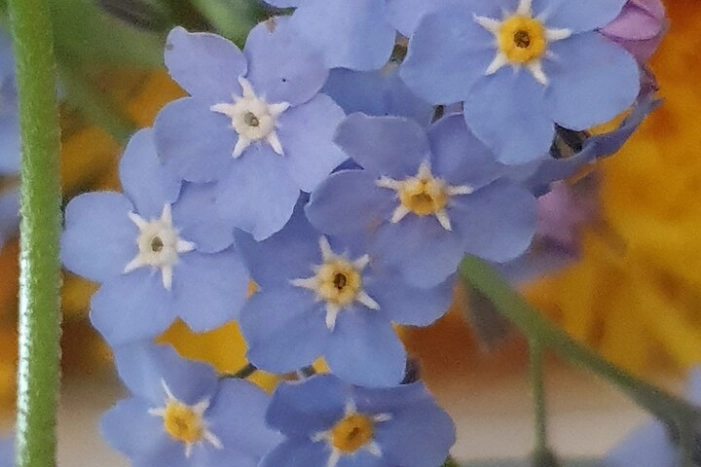 Image 30