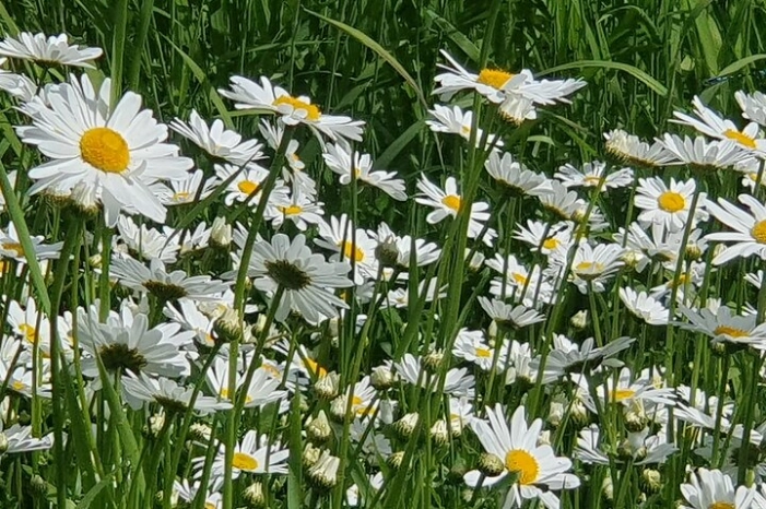 Image 31