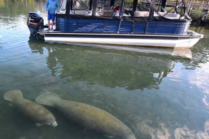 3 Hour See Crystal River Wildlife Safari Boat Cruise