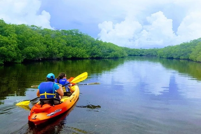 Explore Mangrove Creeks with an All Day SUP/single kayak Rental