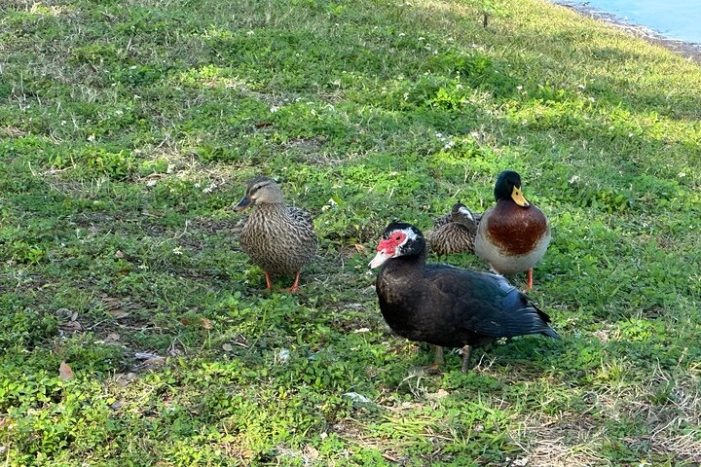 Image 17