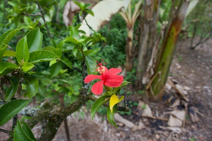 Image 36