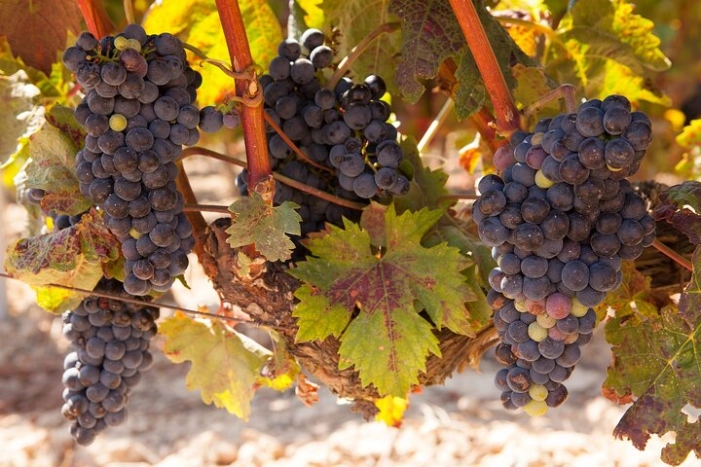 Half-Day North Georgia Wine Country Tour From Atlanta