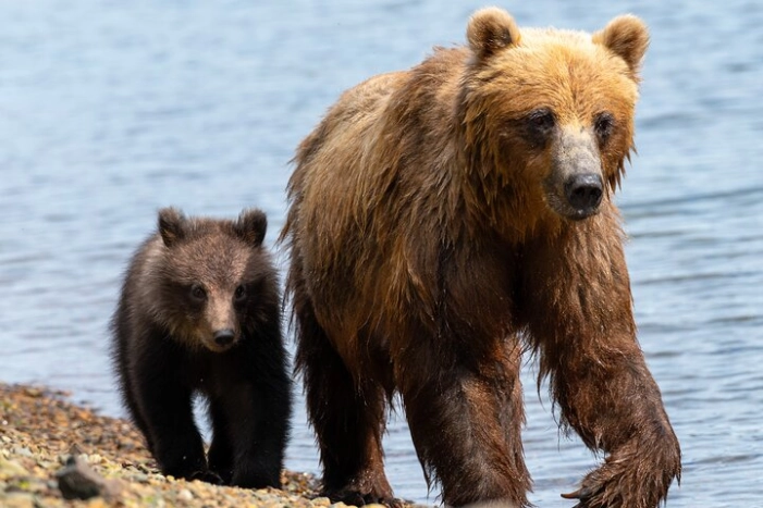 Private Bear Viewing By Seaplane
