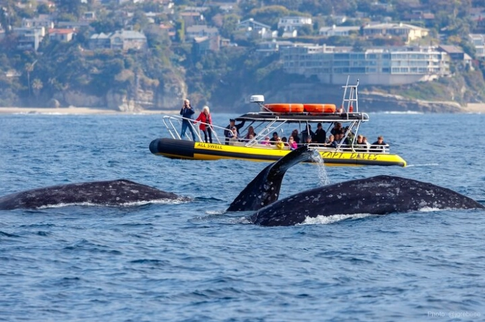 High Speed Zodiac Whale Watching Safari from Dana Point