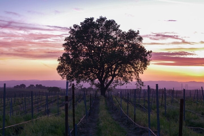 Wine Tasting Audio Tour - Calaveras County