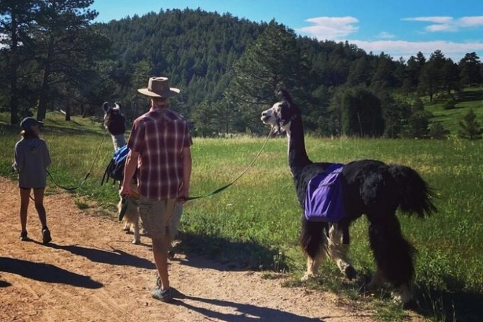Guided Llama Hike in the Rocky Mountains