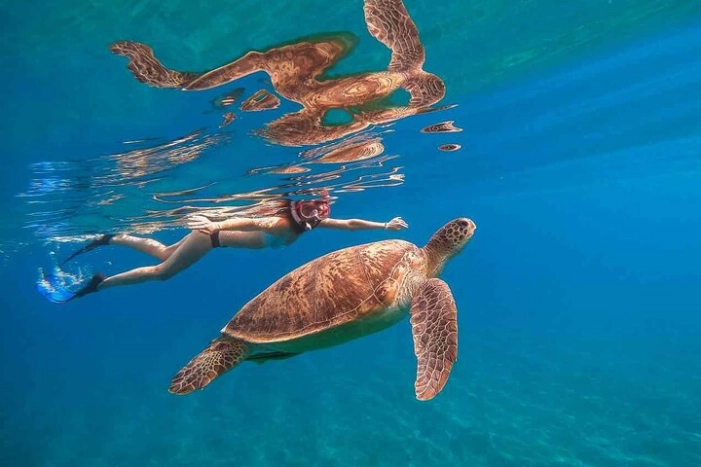 Oahu Coastline Cruise: Turtle Snorkeling and Jumping Platform