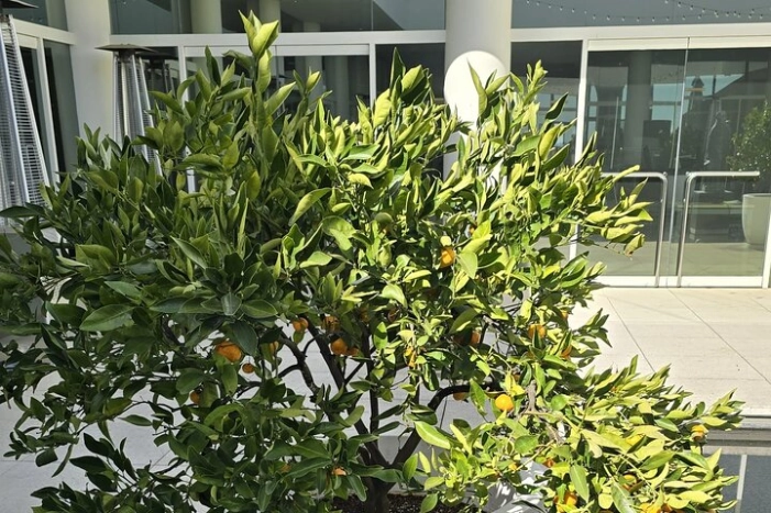 Image 35