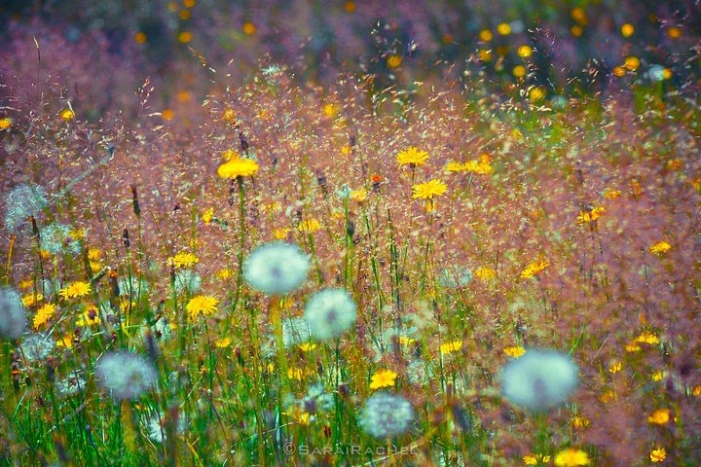 Image 16