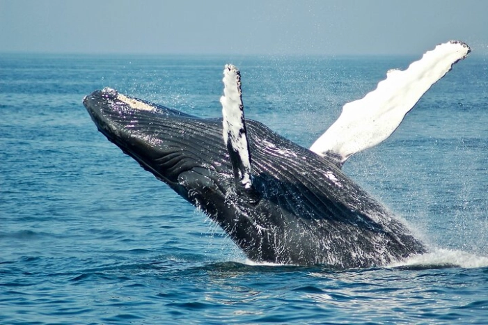 Private Luxury Whale Watching Tour in San Diego